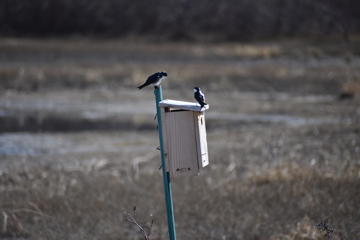 Golondrina Bicolor - ML618537774