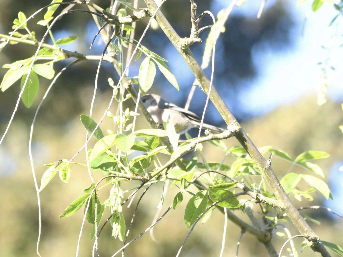 Bushtit - Lani Hyde