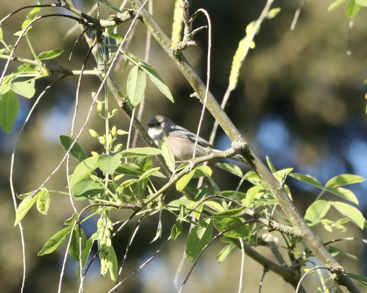 Bushtit - Lani Hyde