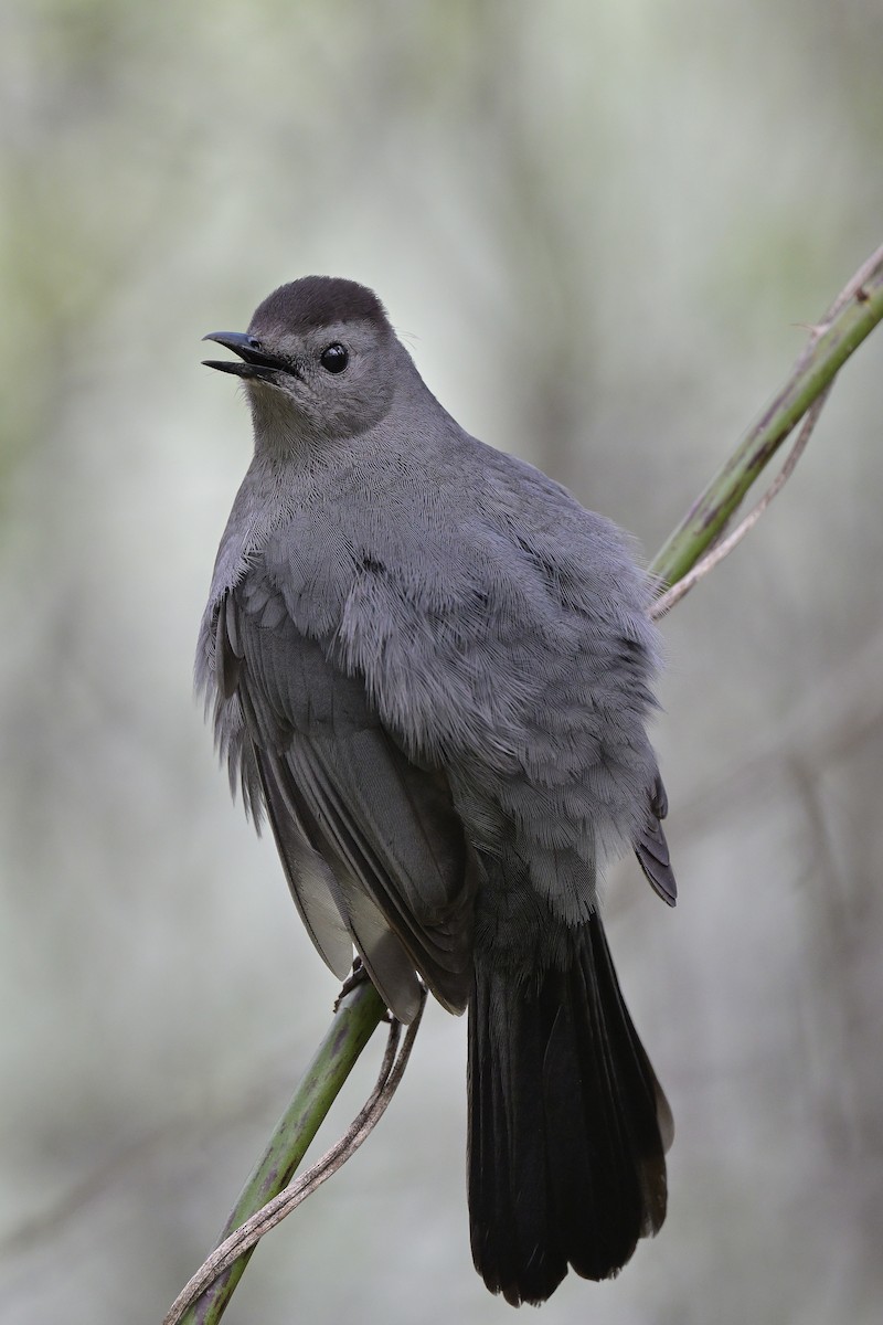 drozdec černohlavý - ML618537855