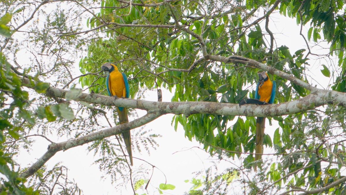 Blue-and-yellow Macaw - ML618537861