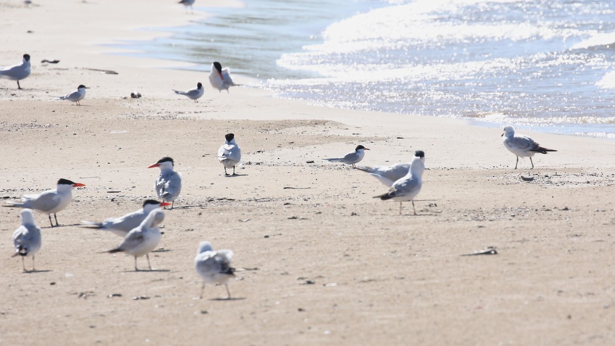 Common Tern - ML618537915