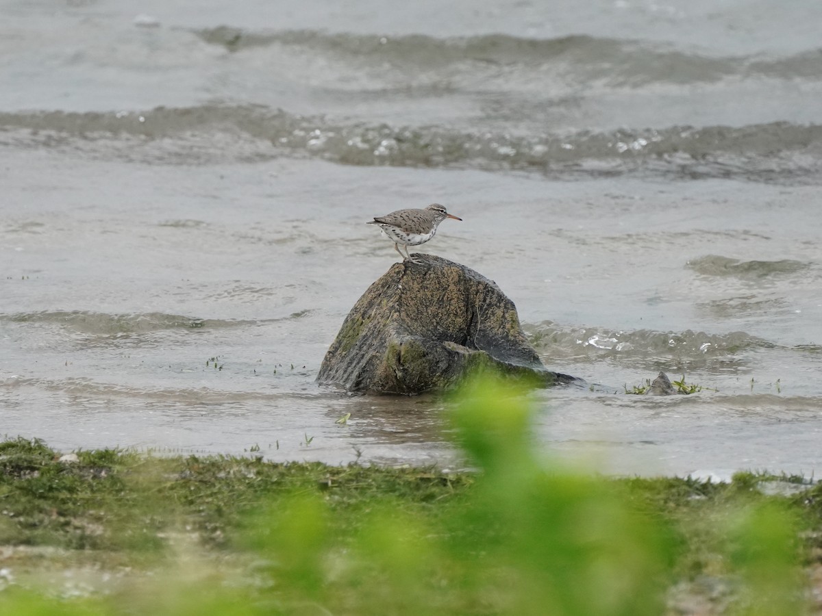 Spotted Sandpiper - Nick Leiby
