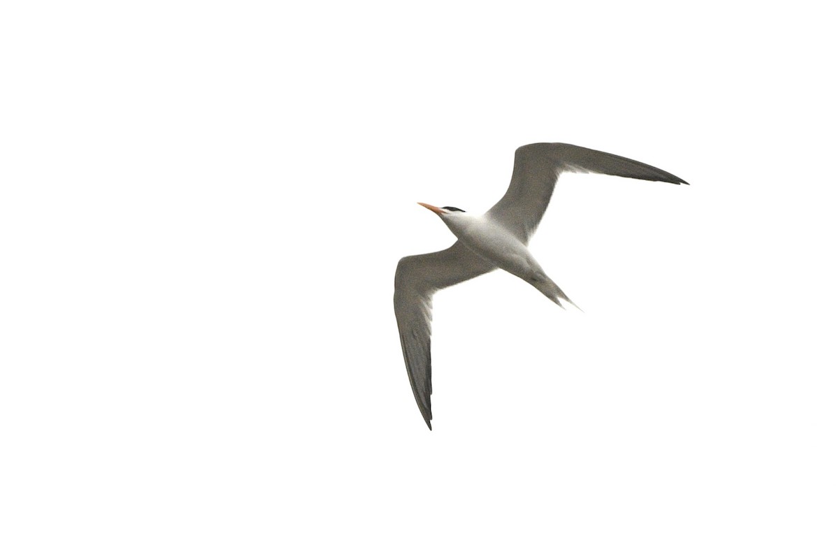 Royal Tern - ML618537946