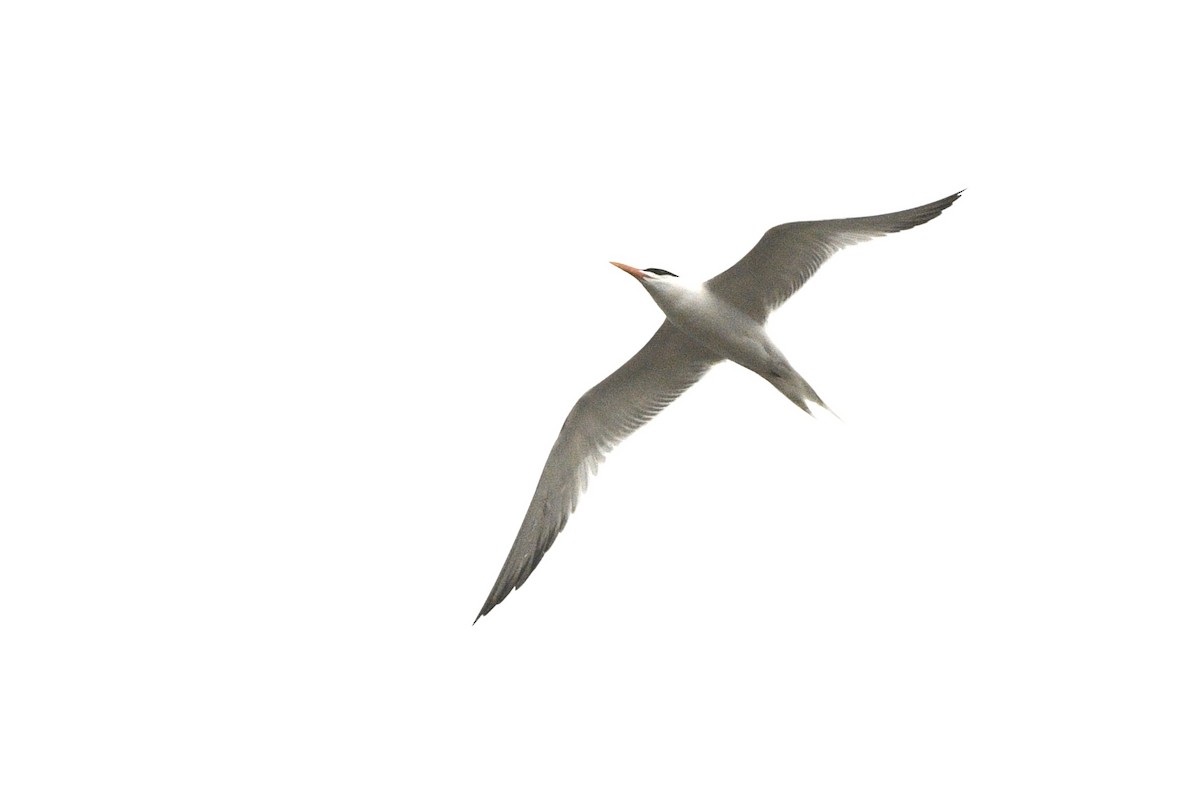 Royal Tern - ML618537948