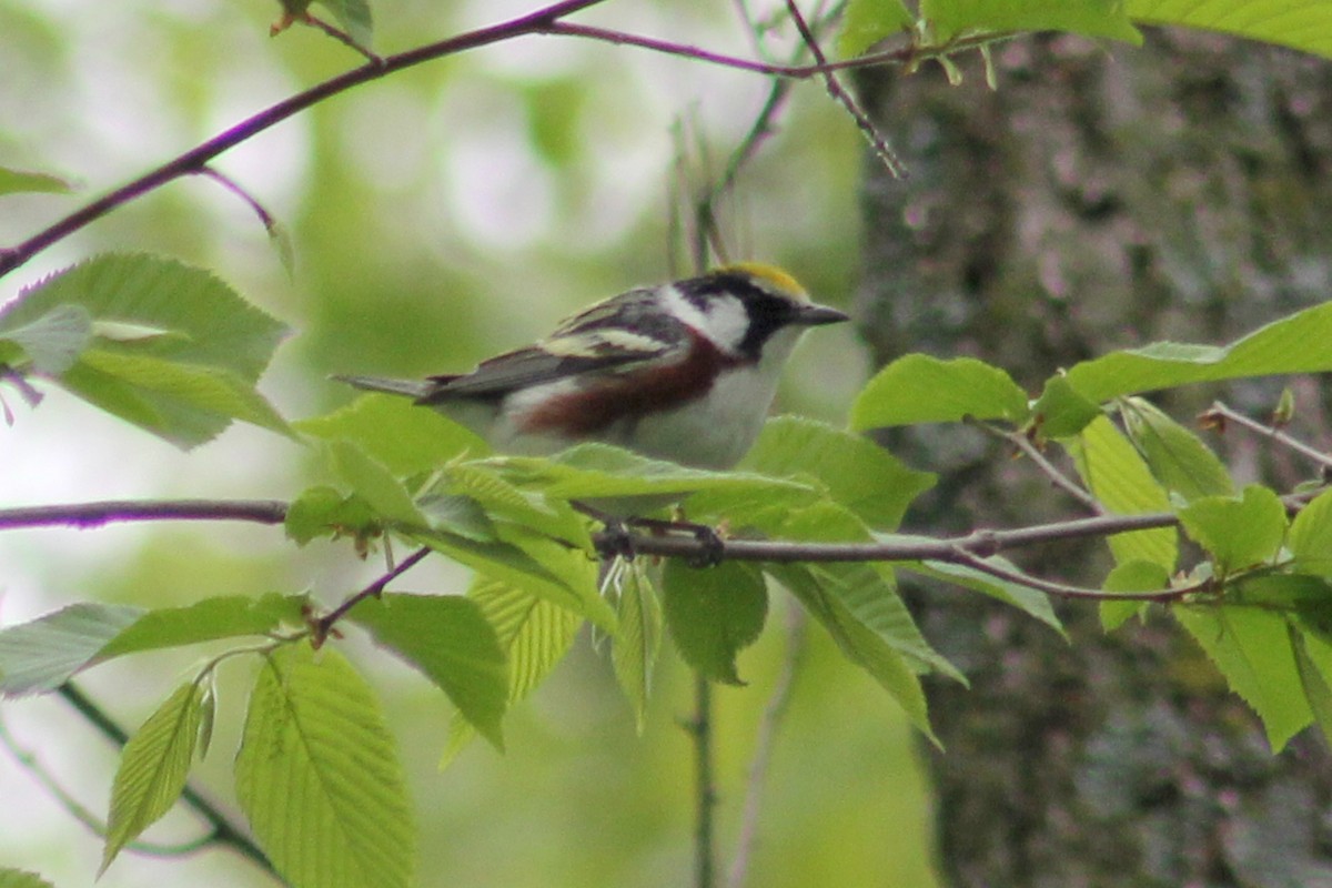 Chestnut-sided Warbler - Clint Wiederholt