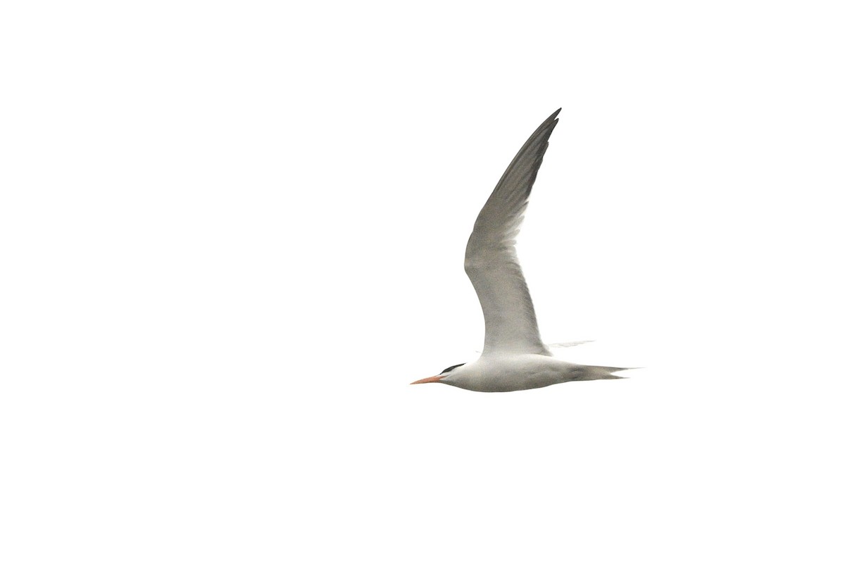 Royal Tern - ML618537963