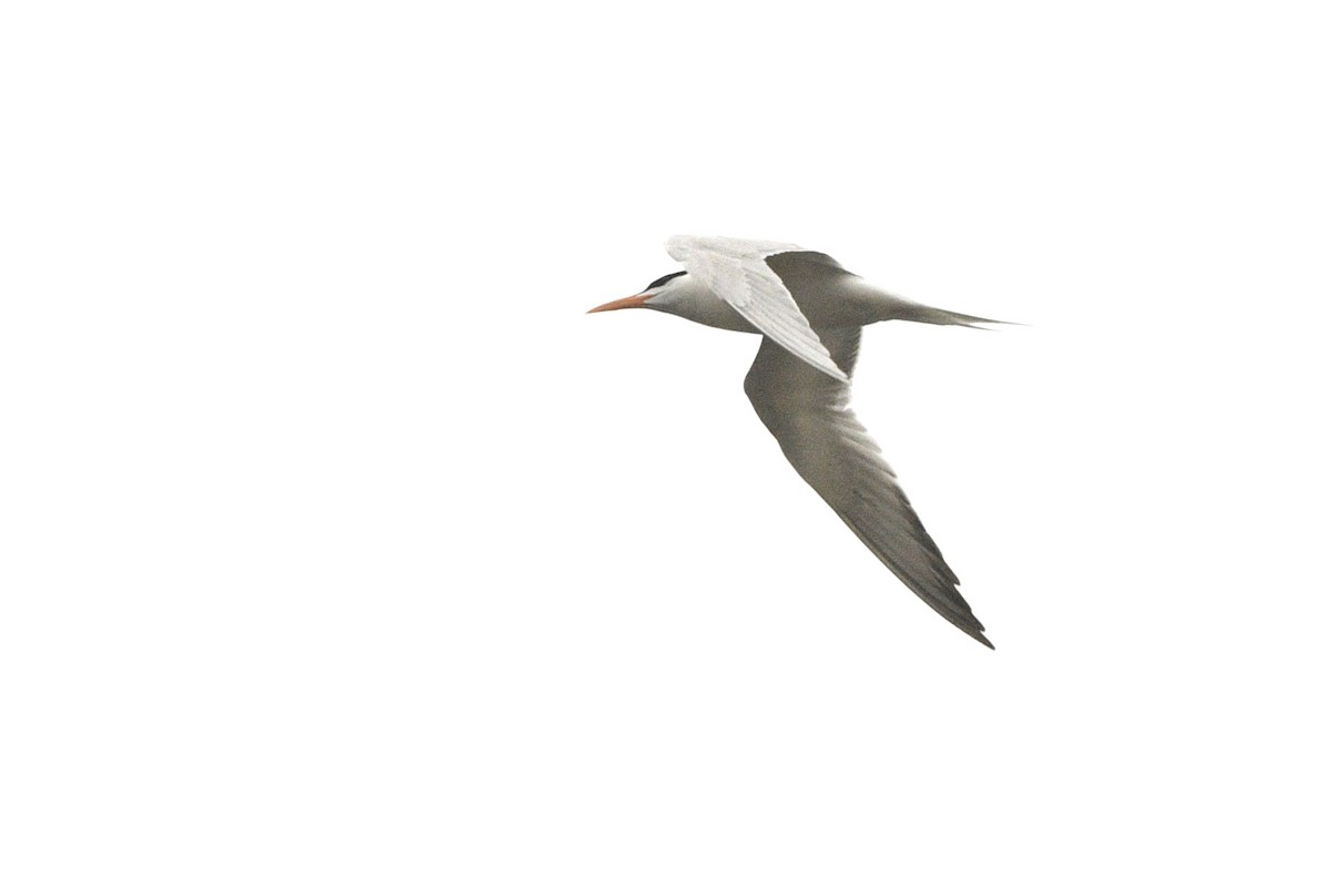 Royal Tern - ML618537964