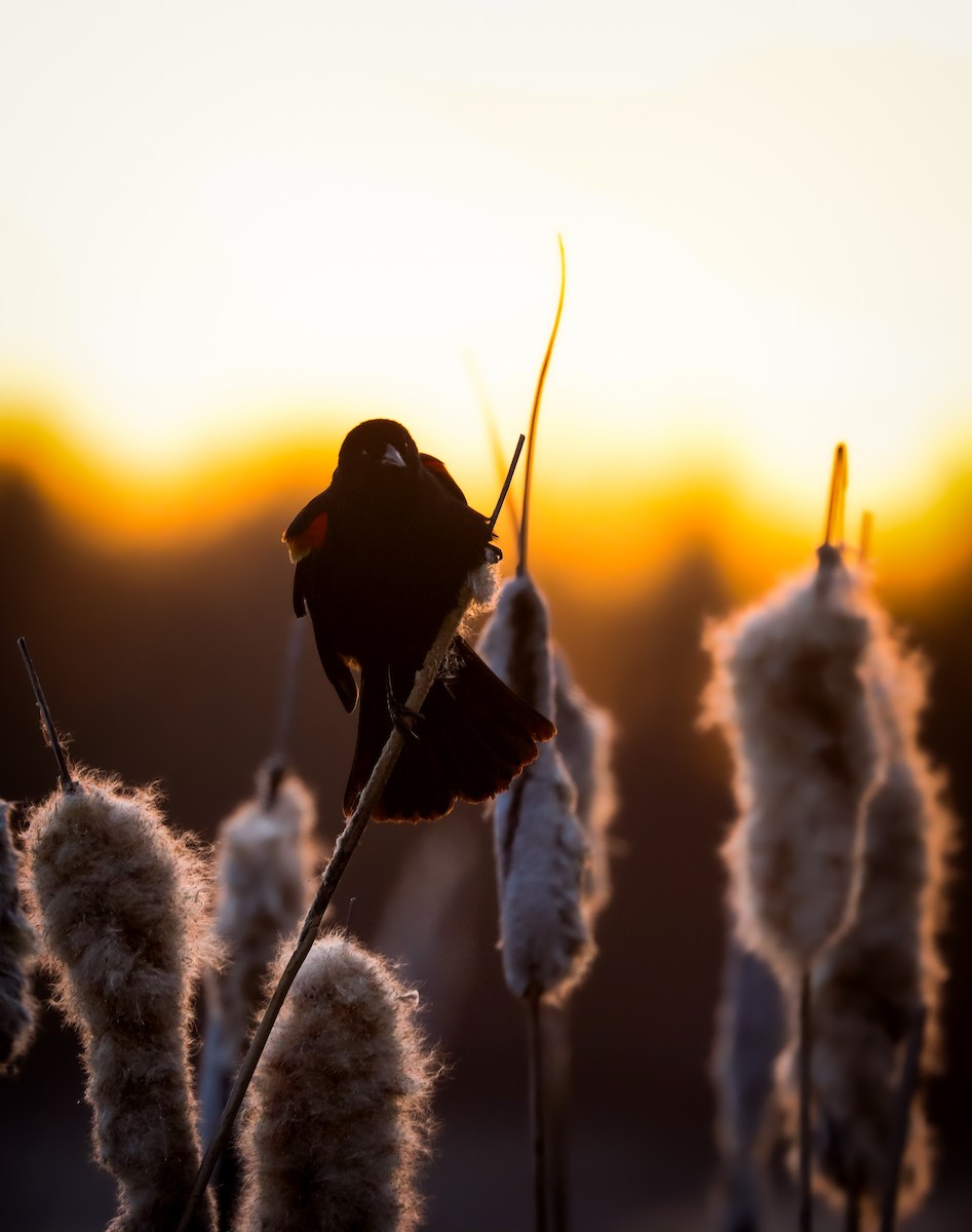 Red-winged Blackbird - Andrew Thomas 🦅🪶