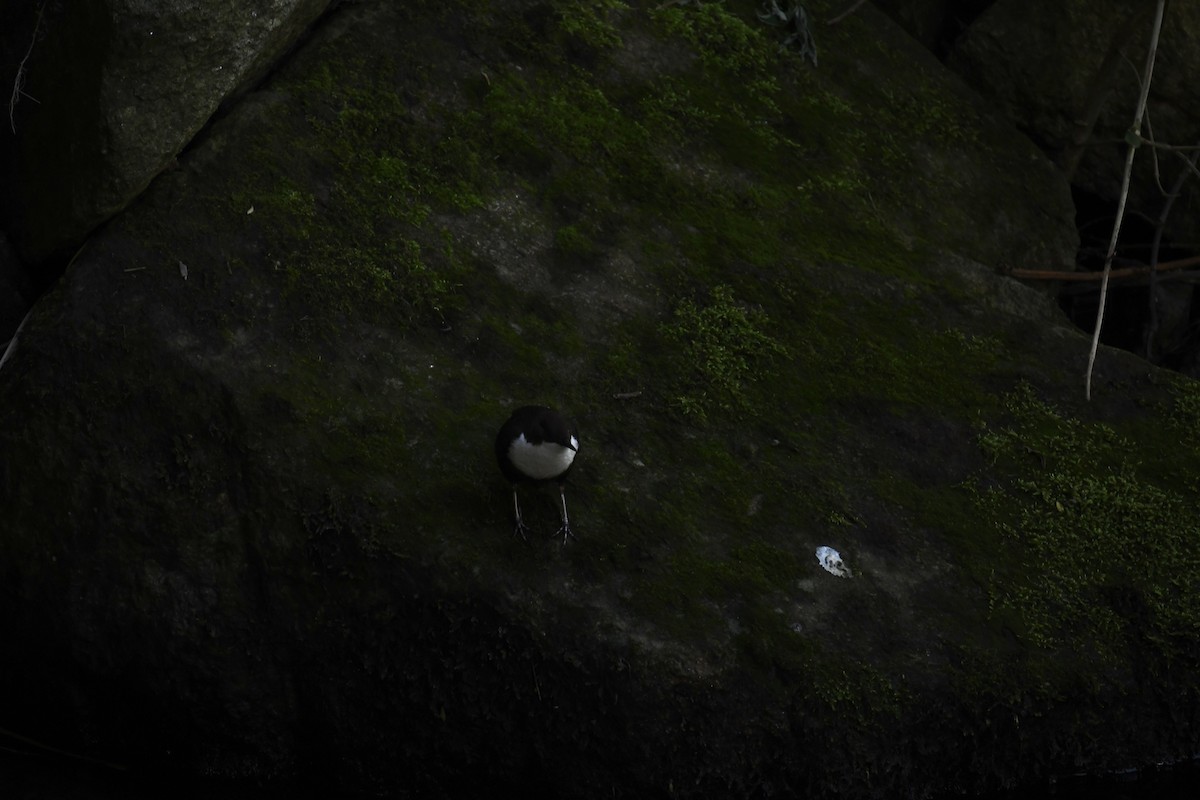 White-throated Dipper - Brian Browne