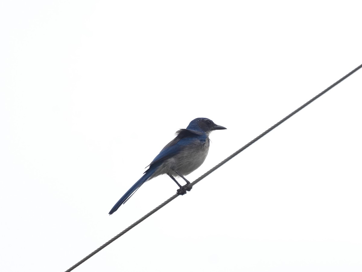 Woodhouse's Scrub-Jay - ML618537999