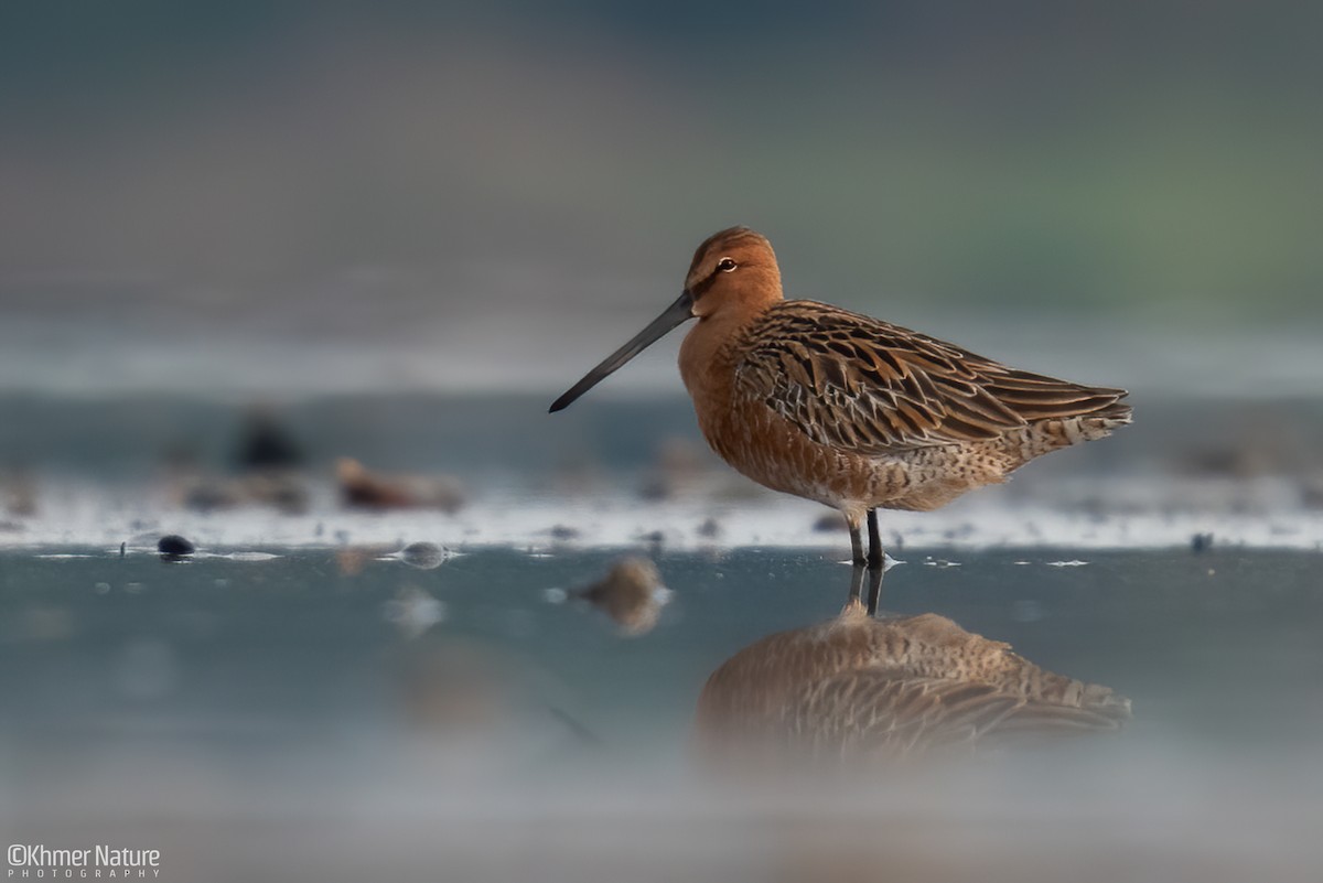 Asian Dowitcher - ML618538002