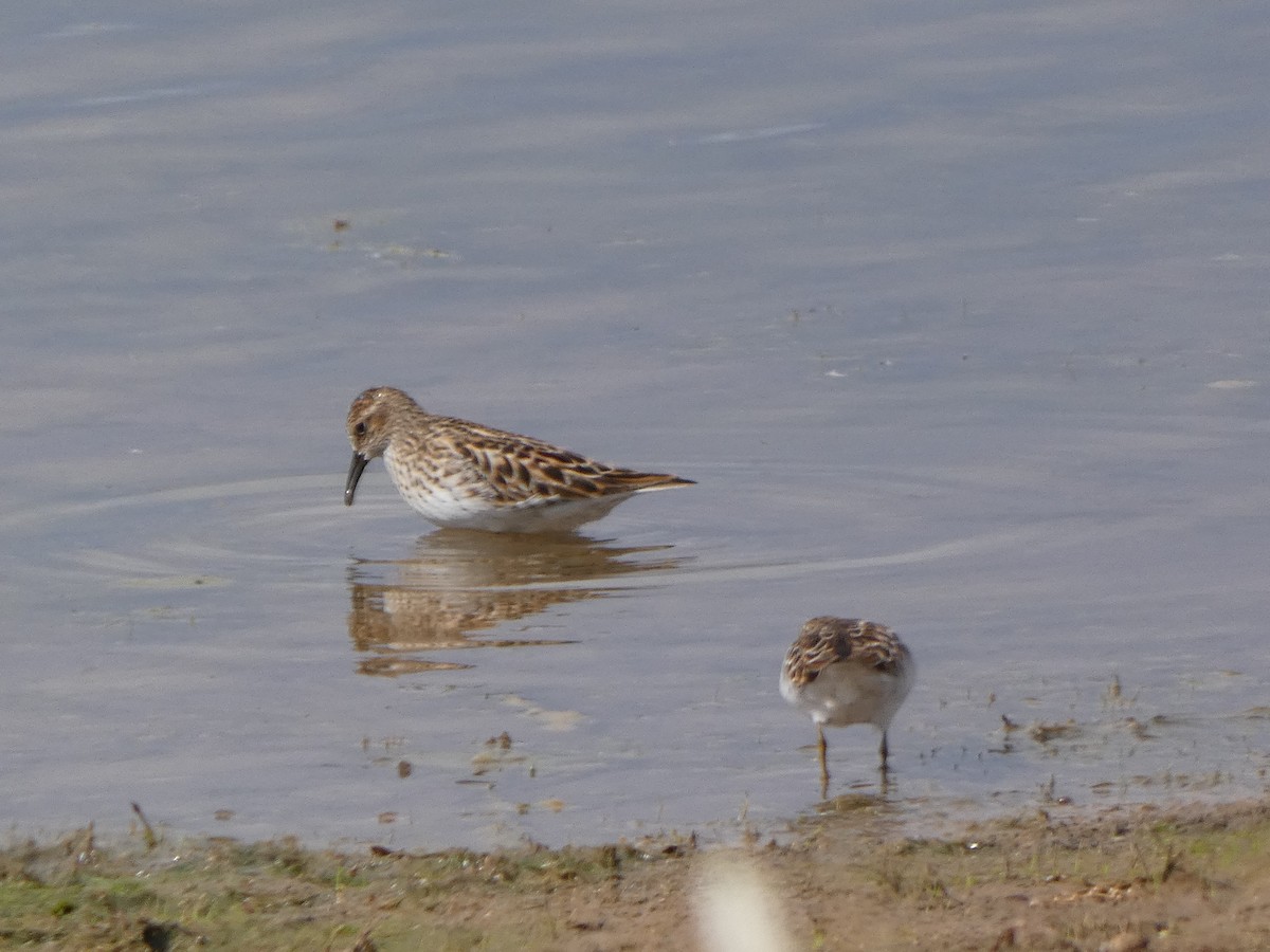 Calidris sp. - ML618538021