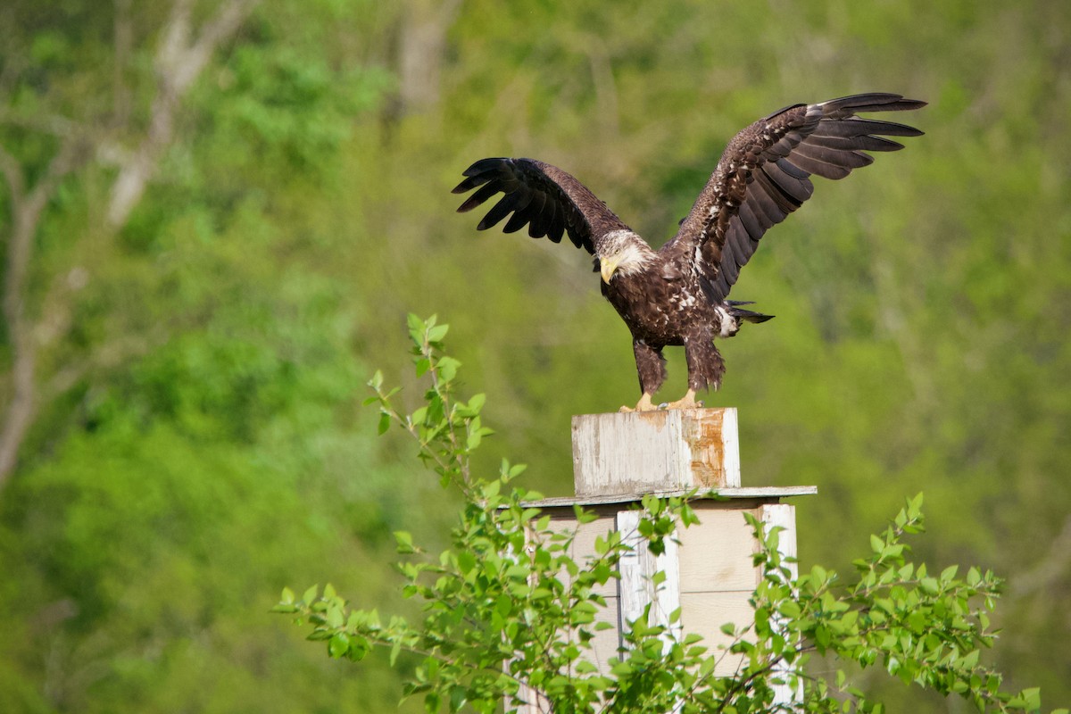 Bald Eagle - Robert King