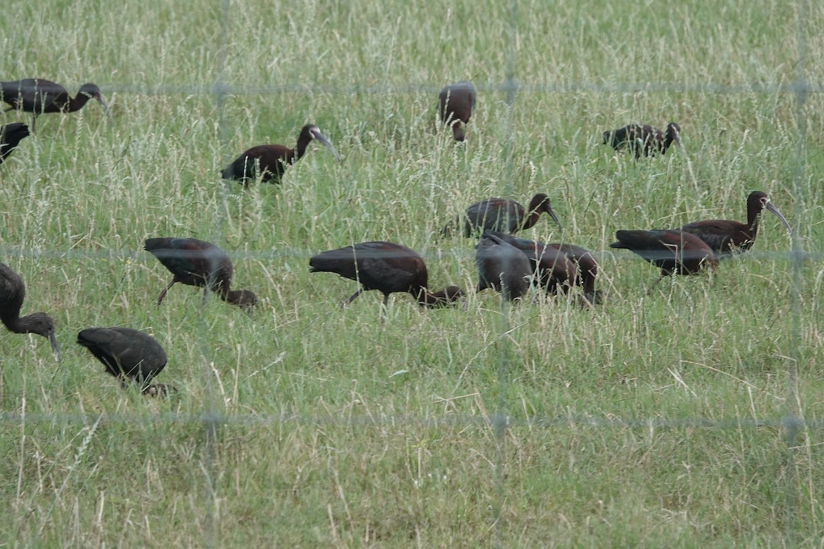 White-faced Ibis - ML618538040