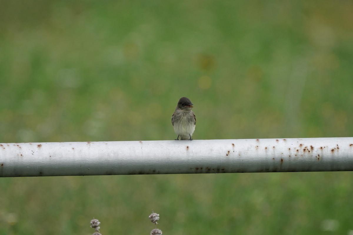 Eastern Wood-Pewee - ML618538042