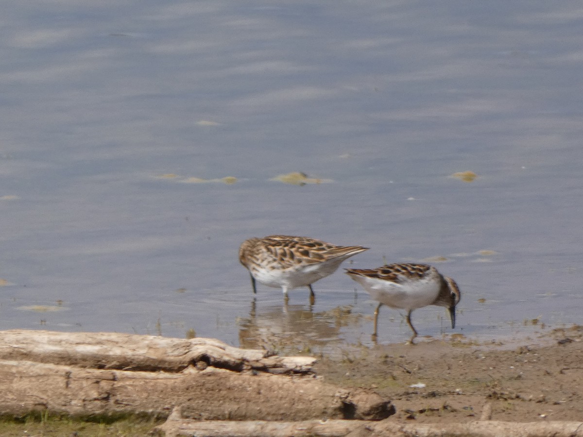 Calidris sp. - ML618538051