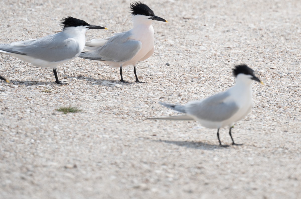 Sandwich Tern - Angie W