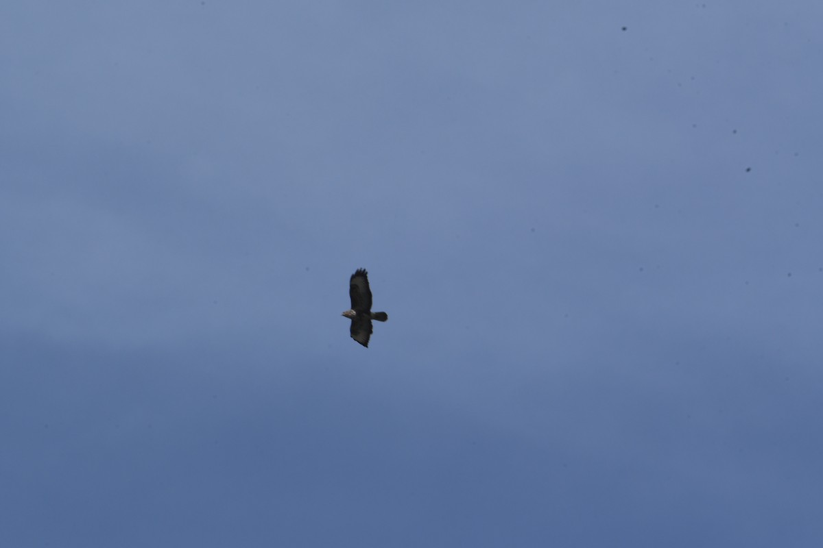 Common Buzzard (Western) - ML618538063