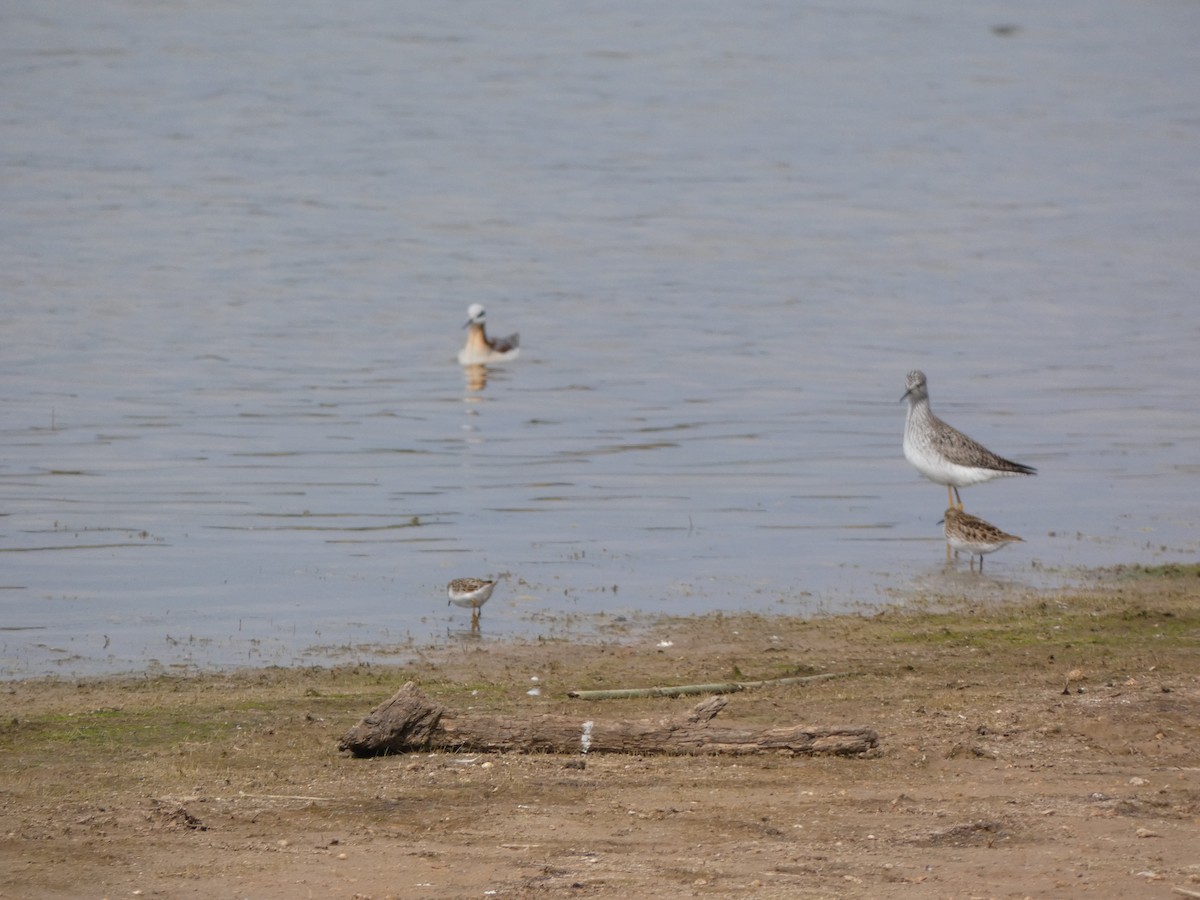 Calidris sp. - ML618538084