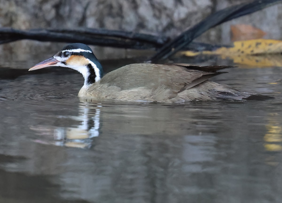 Sungrebe - Sally Veach