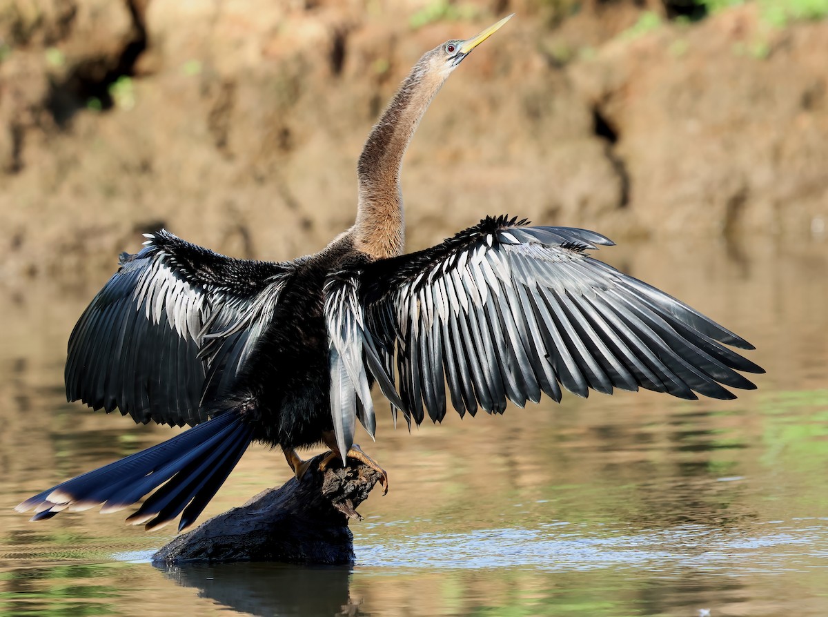 Anhinga - Sally Veach