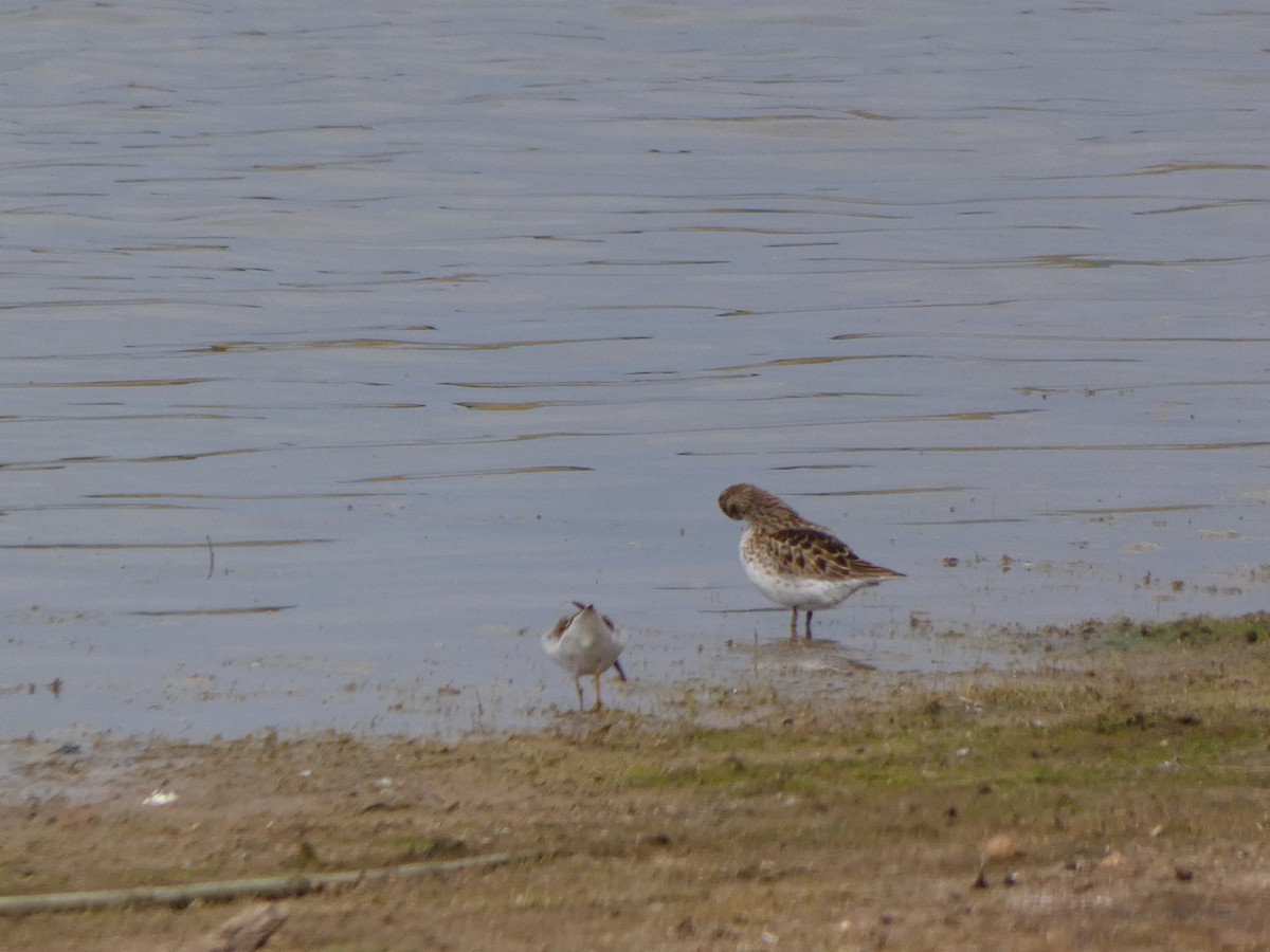 Calidris sp. - ML618538151