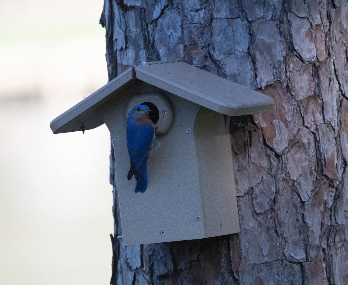 Eastern Bluebird - ML618538160