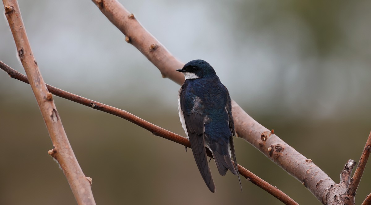 Tree Swallow - Andray Gagne