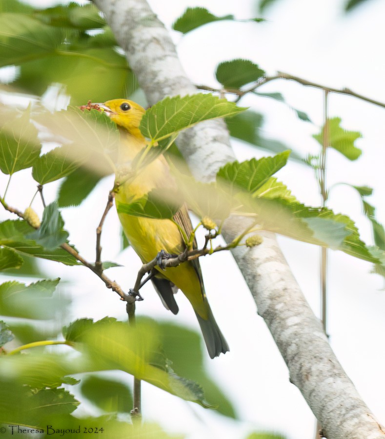 Scarlet Tanager - Theresa Bayoud