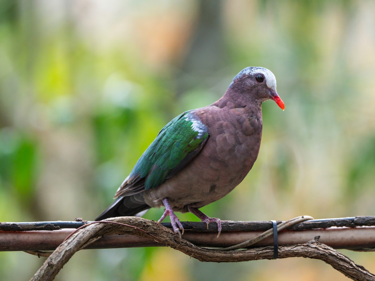 Asian Emerald Dove - Michael Sanders