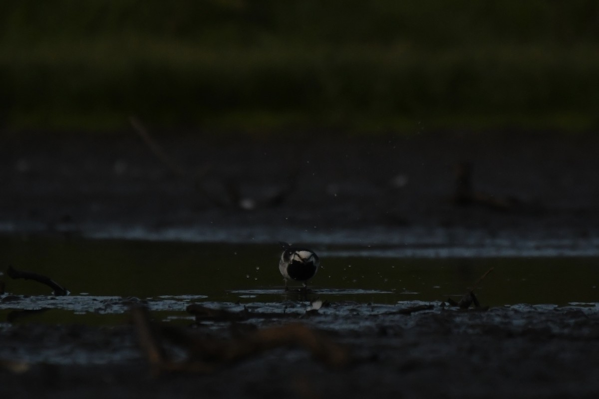 White Wagtail (Black-backed) - ML618538224