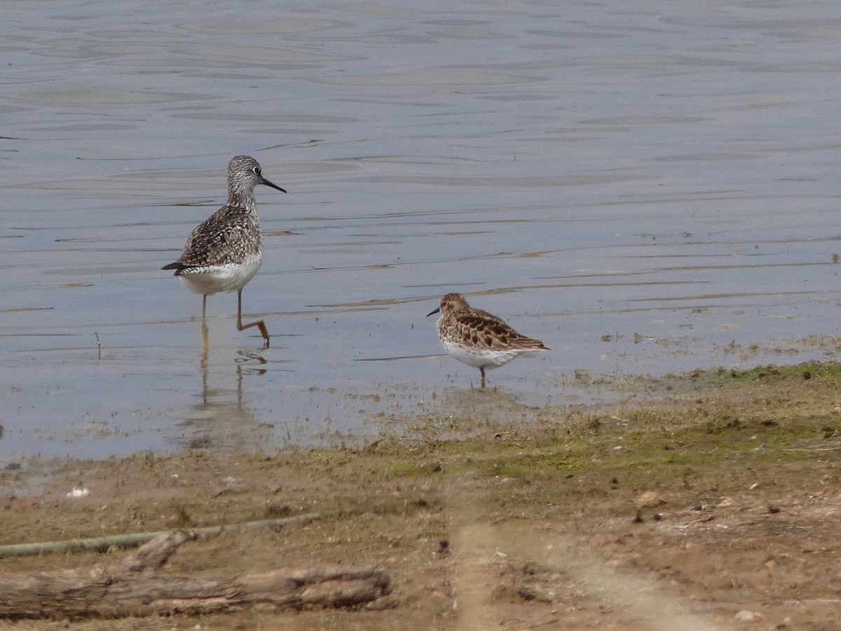 Calidris sp. - ML618538258