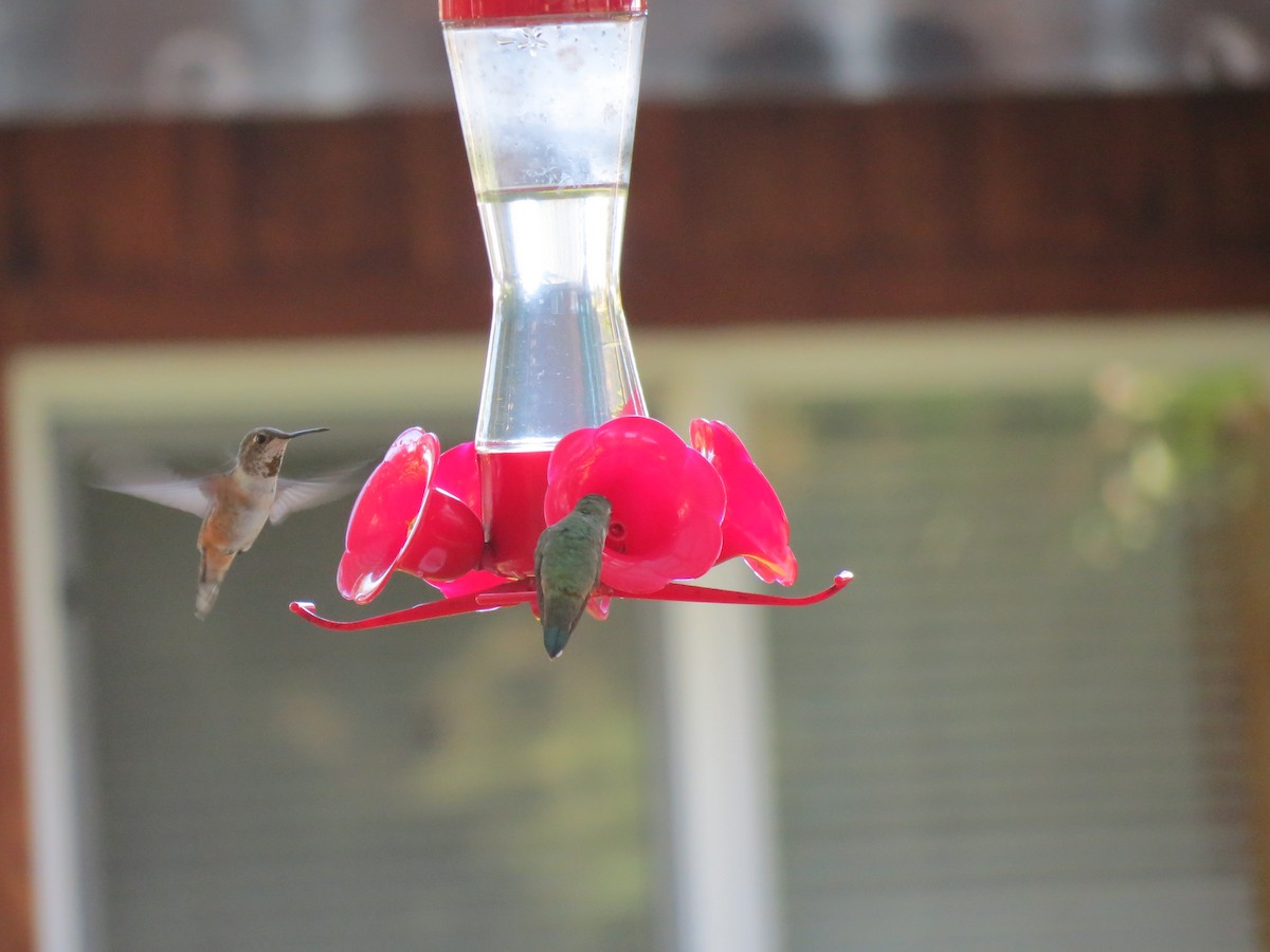 Rufous Hummingbird - ML618538259