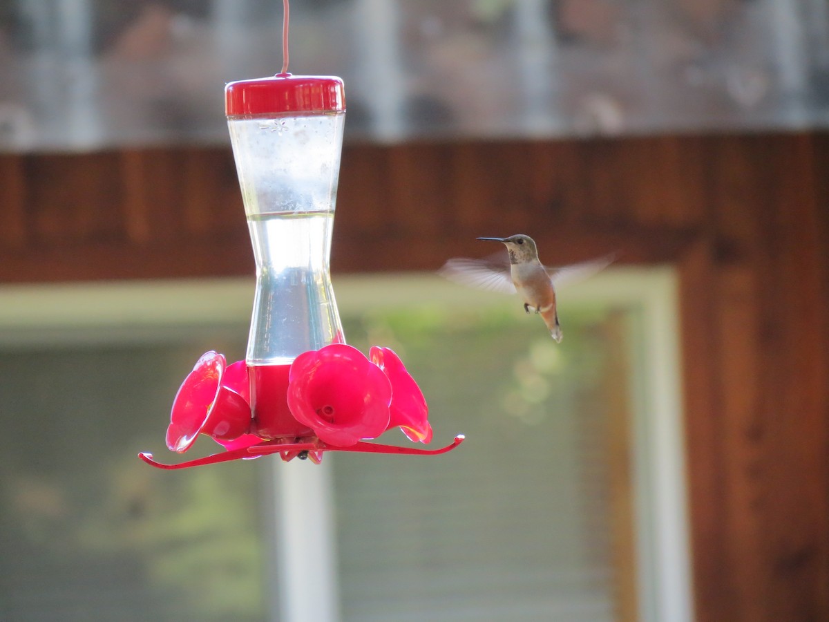 Rufous Hummingbird - ML618538262