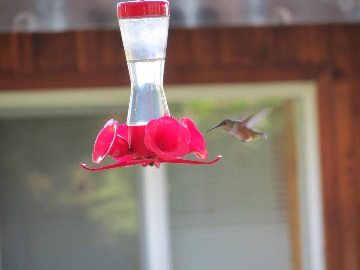 Rufous Hummingbird - ML618538277