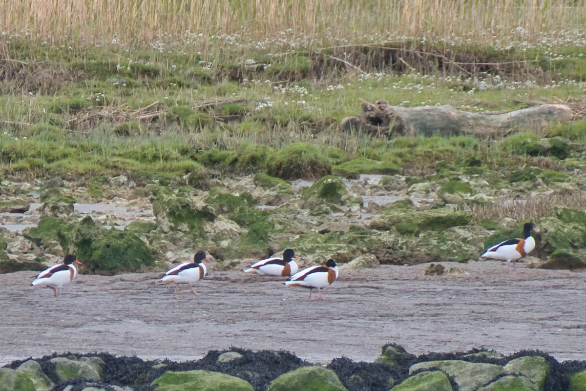 Common Shelduck - Donald Fullmer