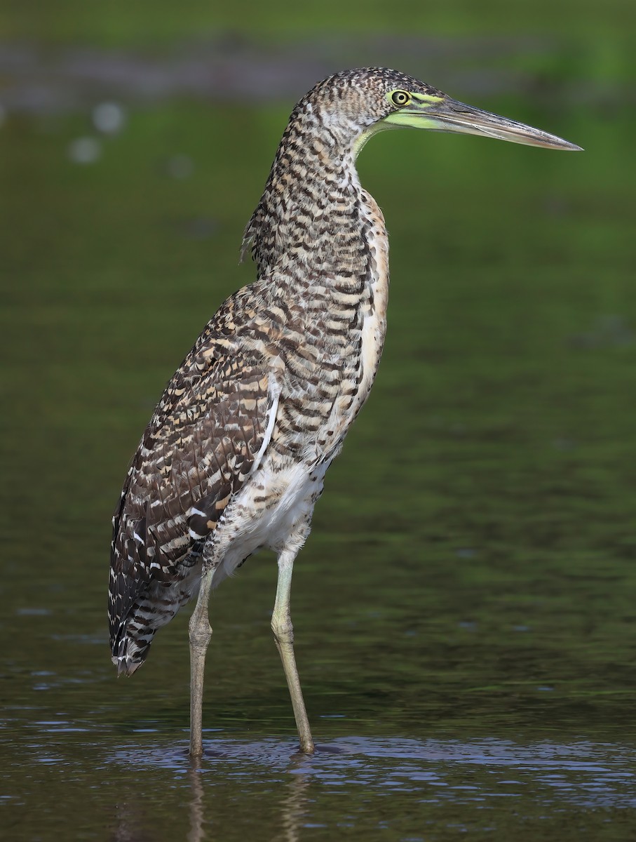 Bare-throated Tiger-Heron - Sally Veach