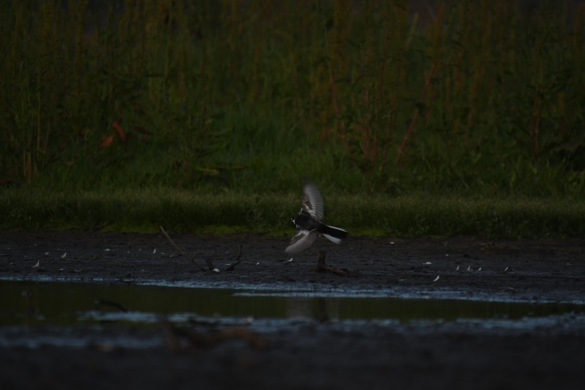 White Wagtail (Black-backed) - ML618538317