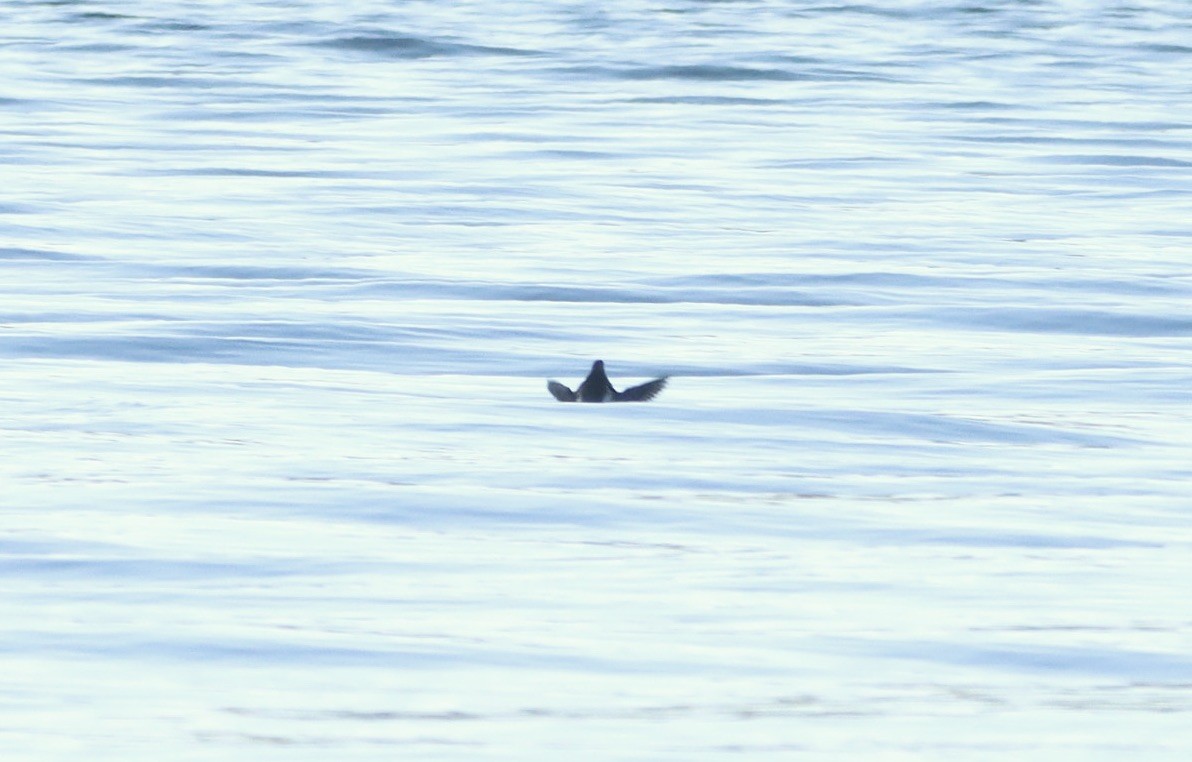 Marbled Murrelet - Lani Hyde