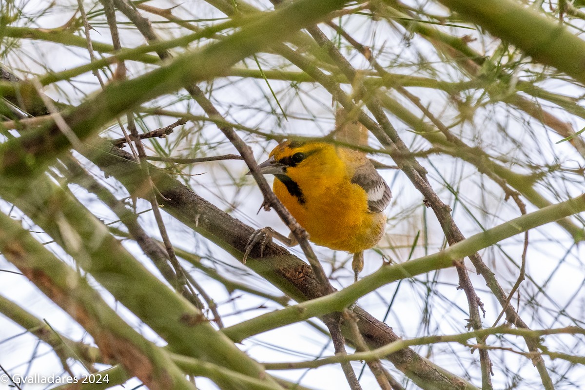 Bullock's Oriole - George Valladares