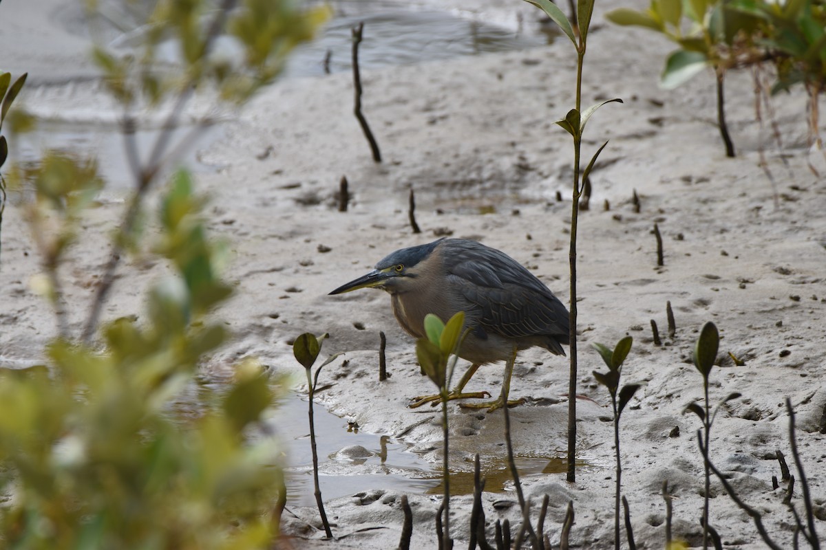 Striated Heron - Hitomi Ward