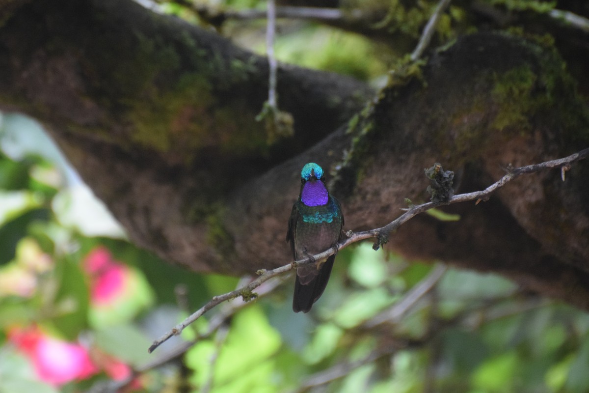 kolibřík fialovohrdlý - ML618538372