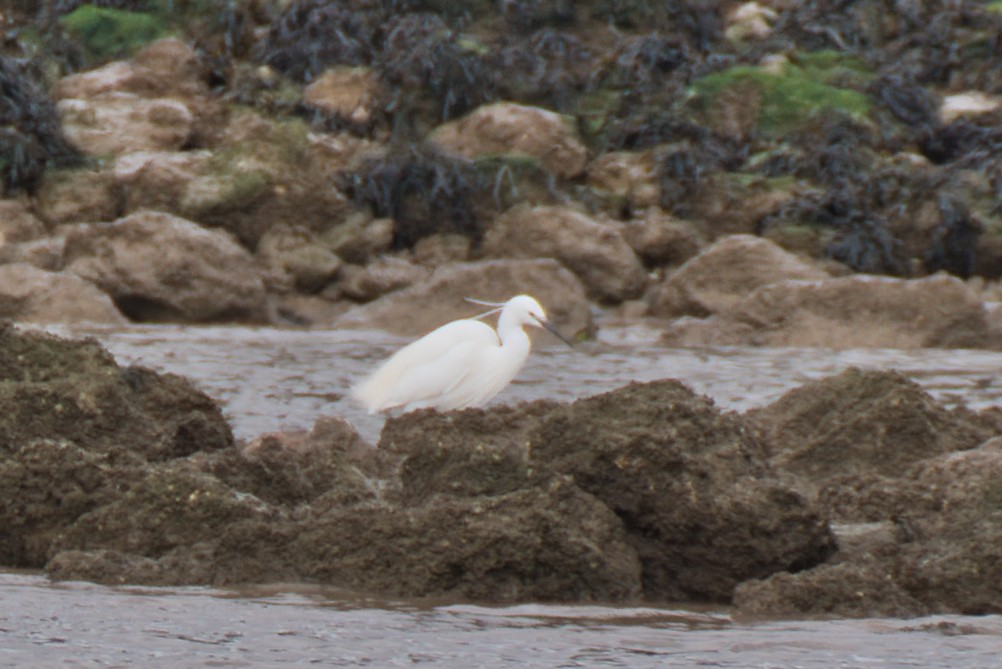 Little Egret - Donald Fullmer