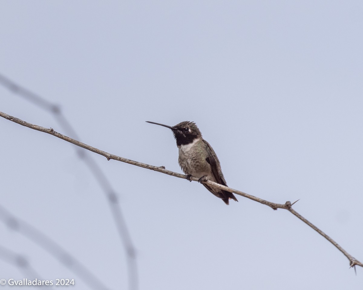 Colibri à gorge noire - ML618538389