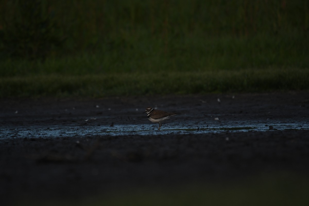 Killdeer - Brian Browne