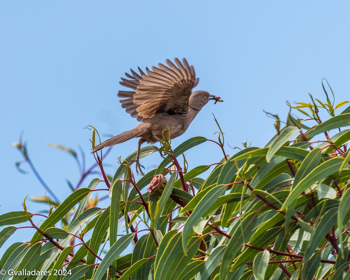 Curve-billed Thrasher - ML618538397