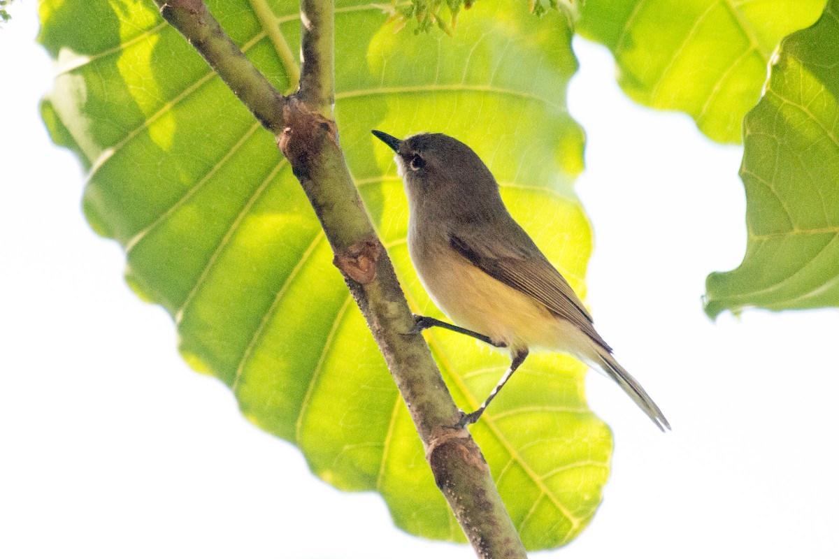 Fan-tailed Gerygone - Chris Rehberg  | Sydney Birding