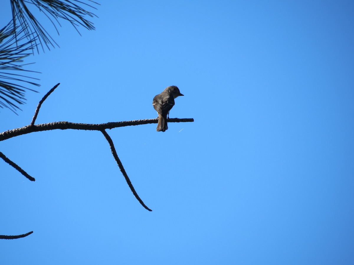 Western Wood-Pewee - Sam Holcomb