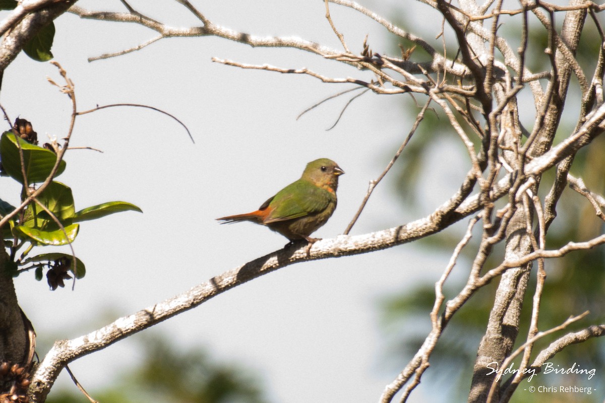 Red-throated Parrotfinch - ML618538408